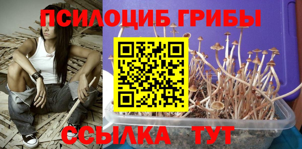 Абакан  Псилоцибиновые грибы Cubensis  Вход с VPN 