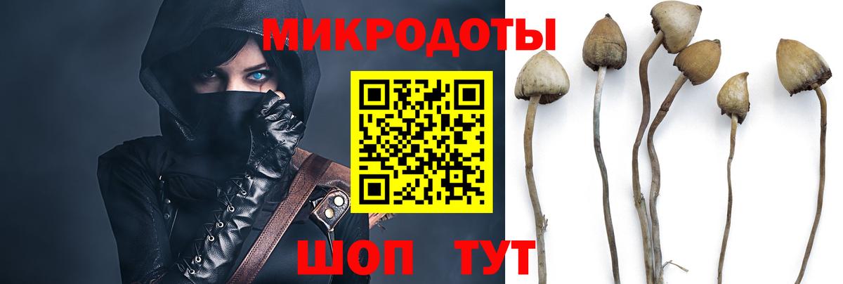 купить   Абакан  Псилоцибиновые грибы мухоморы  Псилоцибиновые грибы Psilocybe 
